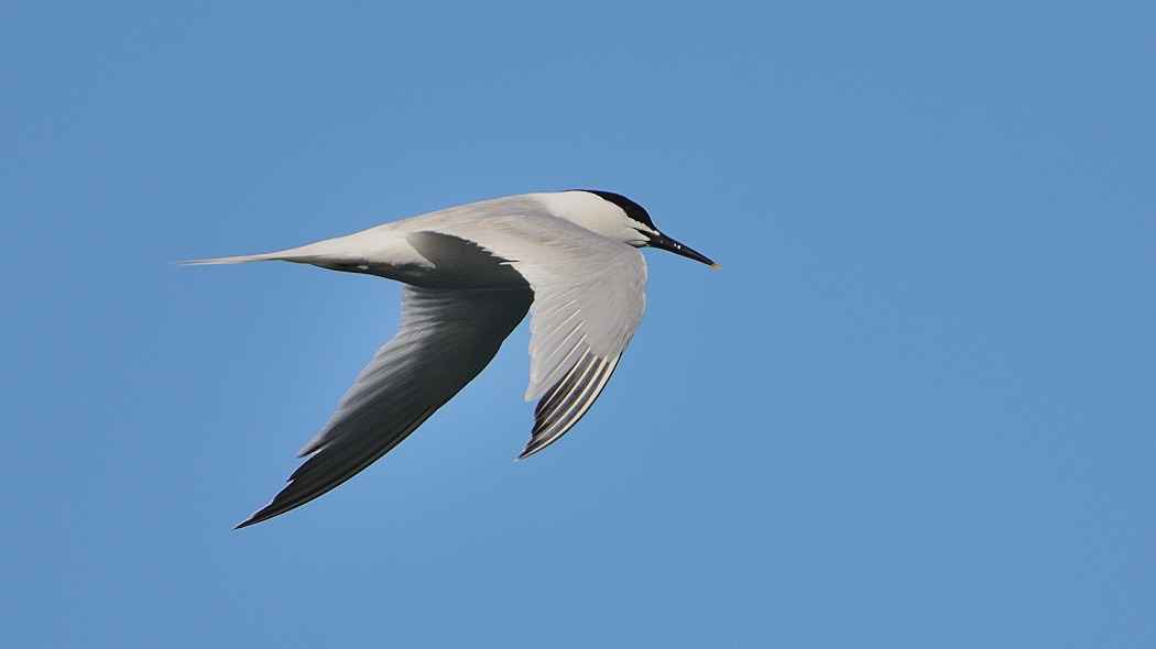 Sandwich Tern